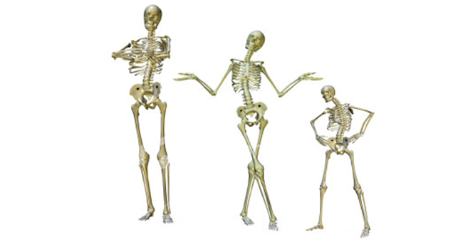 Human Skeleton